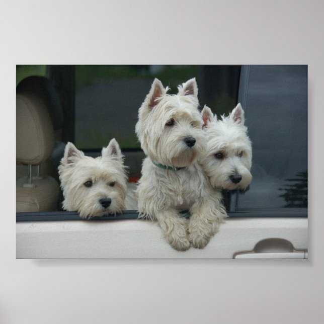 Pôster West Highland White Terriers (Frente)