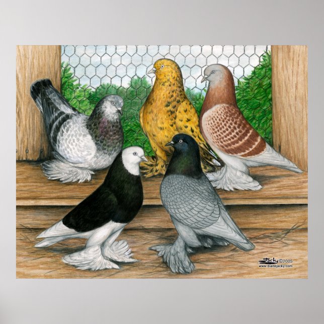 Poster West of England Tumblers (Frente)