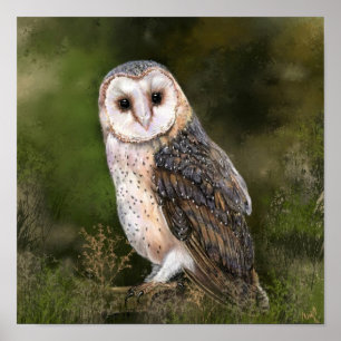Poster Western Barn Owl - Imagem de Cores-d'Água 