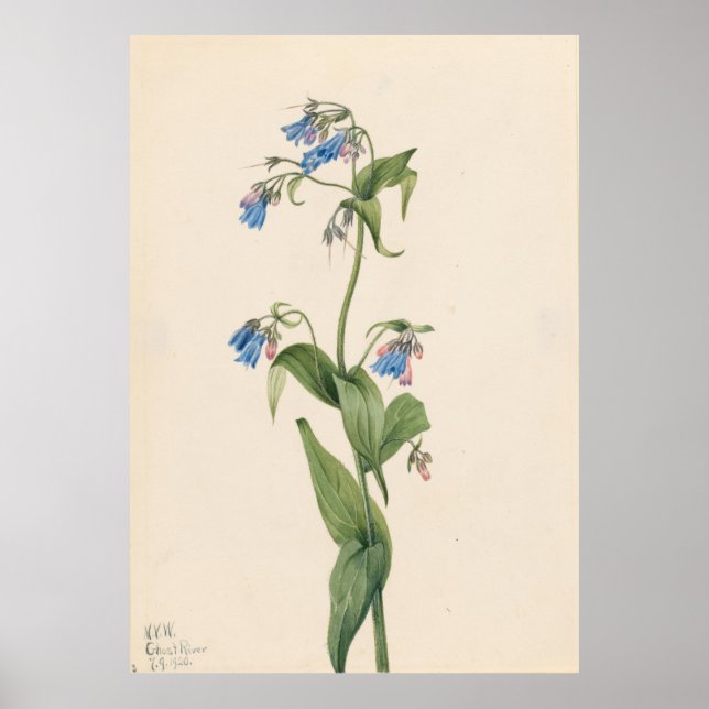 Poster Western Bluebells (Mertensia paniculata) (Frente)