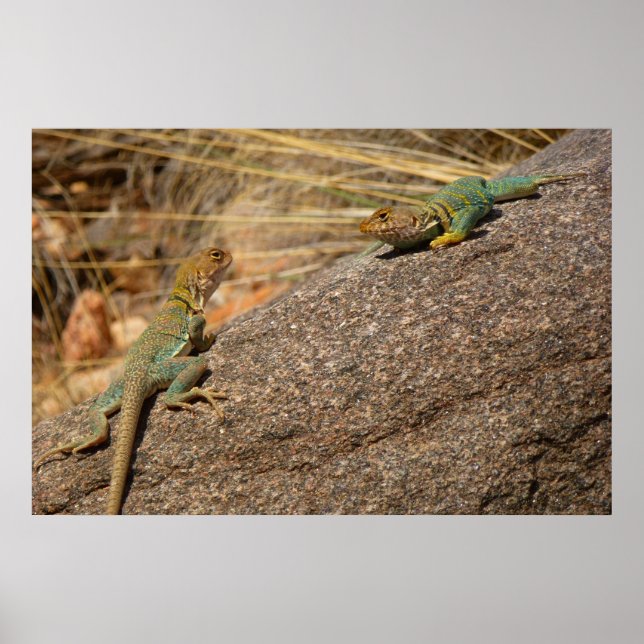 Pôster Western Collared Lizards no Colorado (Frente)