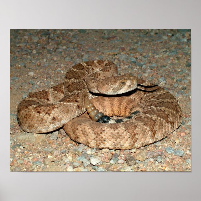 Poster Western Diamondback Rattlesnake (Frente)