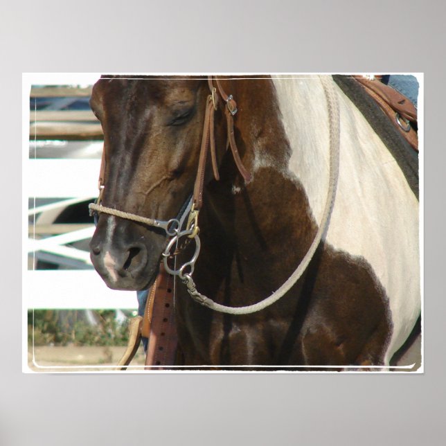 Poster Western Pinto Pony (Frente)