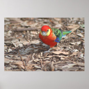 Pôster Western Rosella - Platycercus icterotis