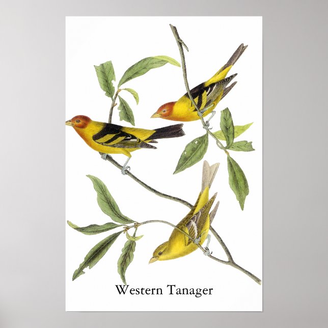 Pôster Western Tanager - John James Audubon (Frente)