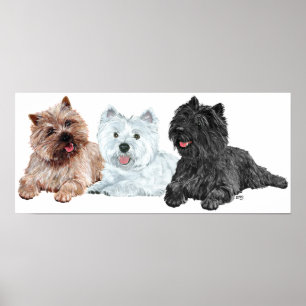 Pôster Westie com dois Cairn Terriers