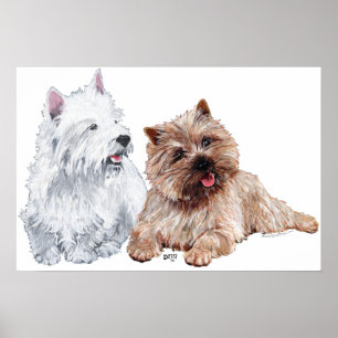 Pôster Westie com um Cairn Terrier Marrom