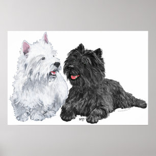 Poster Westie com um Cairn Terrier preto