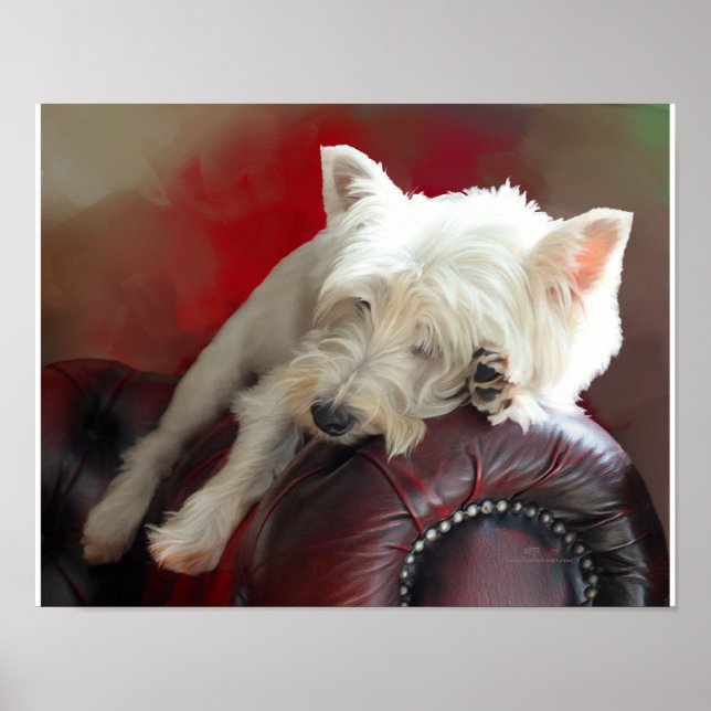 Pôster Westie descansando (Frente)