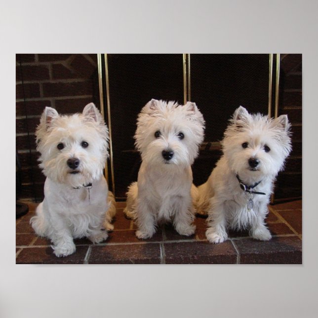 Poster Westie Girl Trio (Frente)