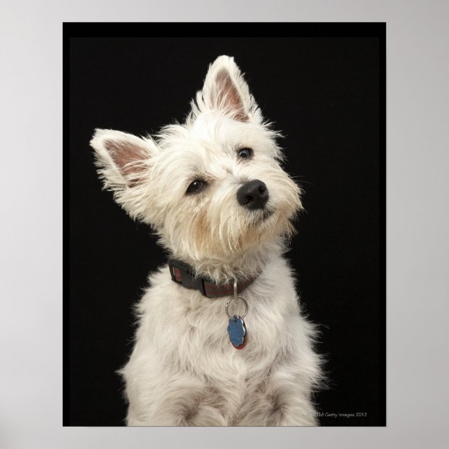 Poster Westie (West Highland terrier) com coleira (Frente)