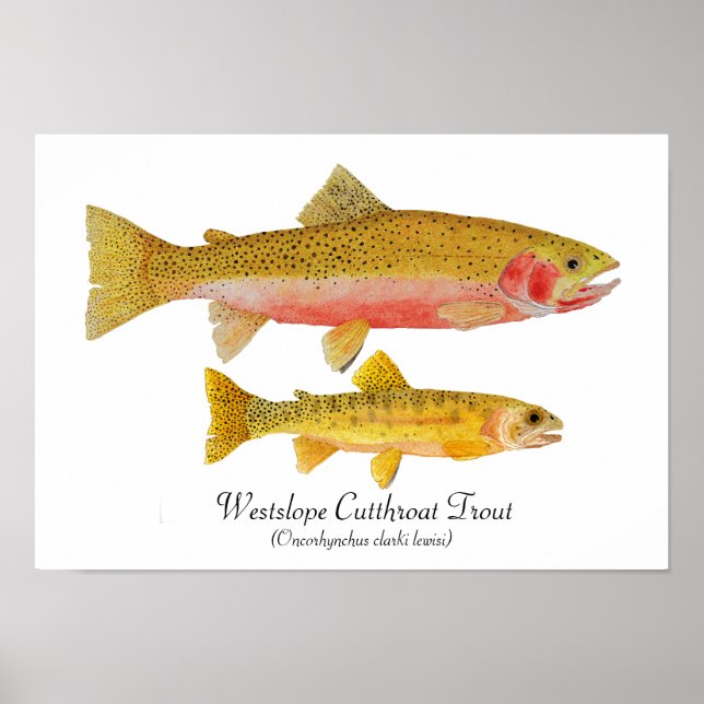Poster Westslope Cutthroat Trout Trabalho de arte (Frente)