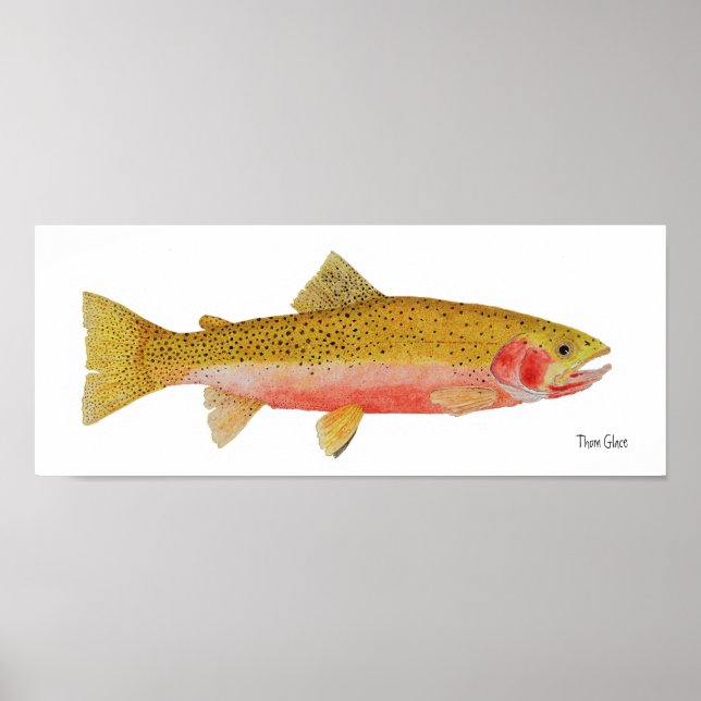 Poster Westslope Cutthroat Trout Watercolor (Frente)