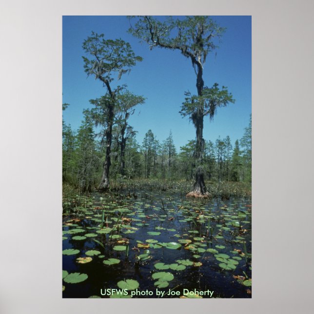 Poster / Wetlands, Okefenokee NWR (Frente)