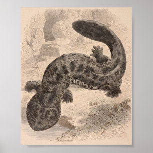 Pôster WH Freeman - a grande salamandra japonesa P/folio