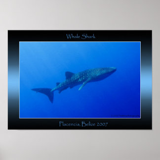 Pôster Whale Shark