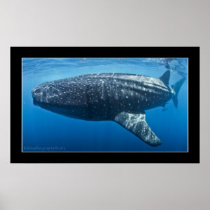 Pôster Whale shark #3