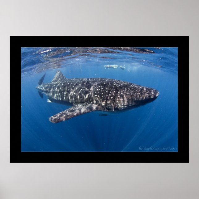 Pôster Whale shark #5 (Frente)