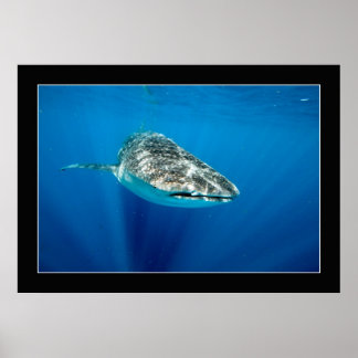 Poster Whaleshark nº 1