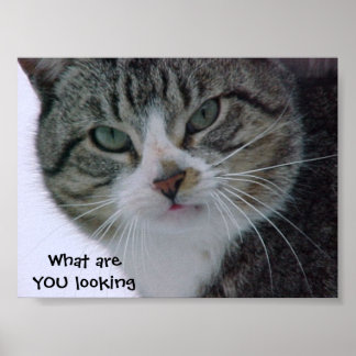 Pôster What are YOU looking at?!?!