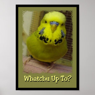 Poster Whatchu até 3