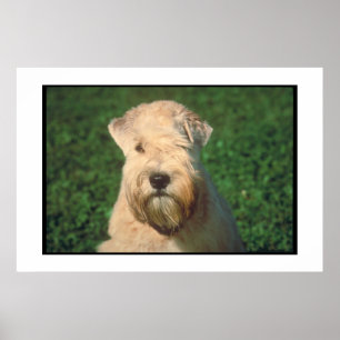 Poster Wheaten brandamente revestido de Terrier