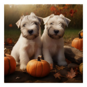 Pôster Wheaten Terrier Puppy Autumn Delight Pumpkin