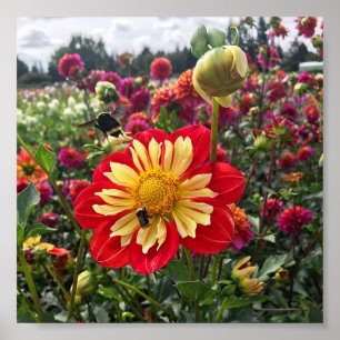 Poster Wheels Dahlia