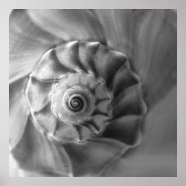 Poster Whelk (Frente)