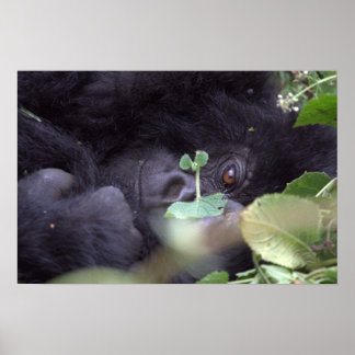 Pôster Whimsical Gorilla