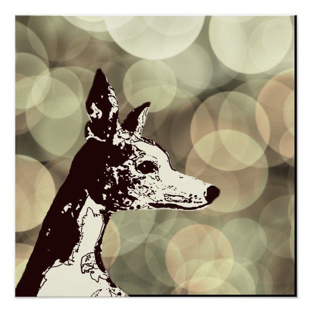 Pôster Whippet (Frente)