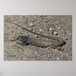 Pôster Whiptail Ocidental