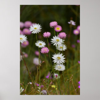 Poster Whispers of Wildflowers