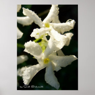 Pôster white001