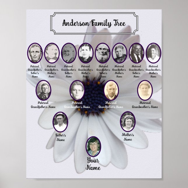 Poster White African Daisy Oval Ancestor Photos (Frente)