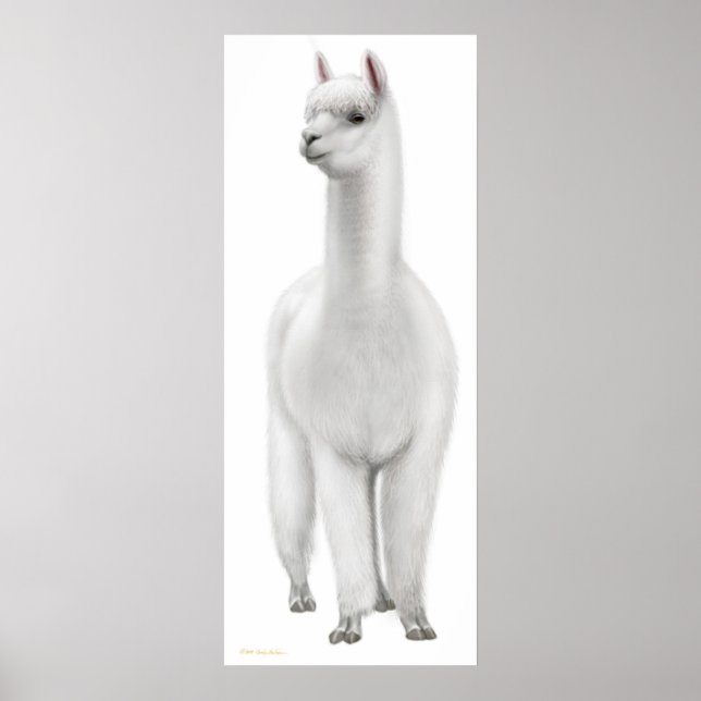 Poster White Alpaca Print (Frente)