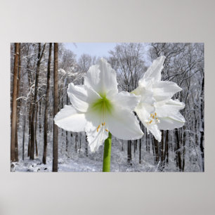 Poster White Amaryllis e Snow I