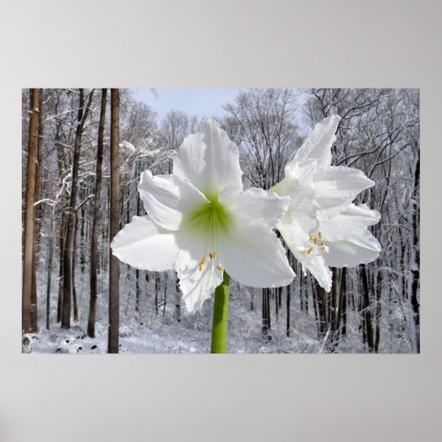 Poster White Amaryllis e Snow I (Frente)
