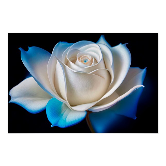Pôster White and Blue Rose (Frente)