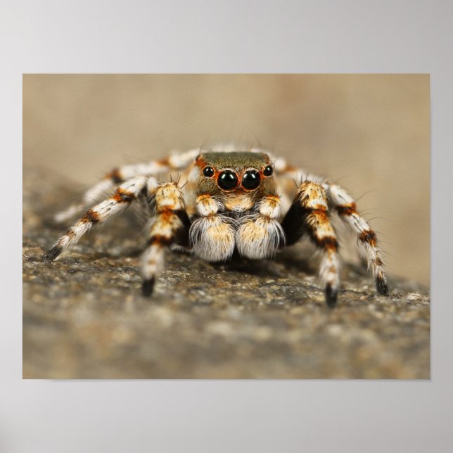 Poster White and Orange Jumping Spider (Frente)