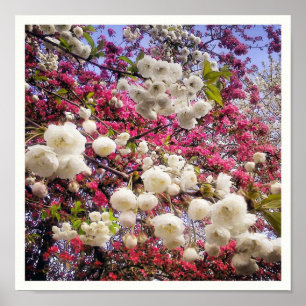 Pôster White and pink spring blossom in Wales