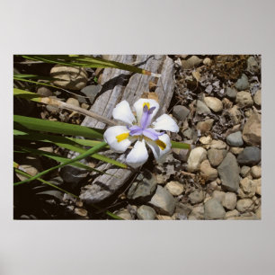 Pôster White and Purple