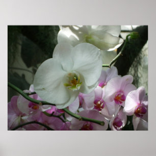 Poster White and Purple Orchids