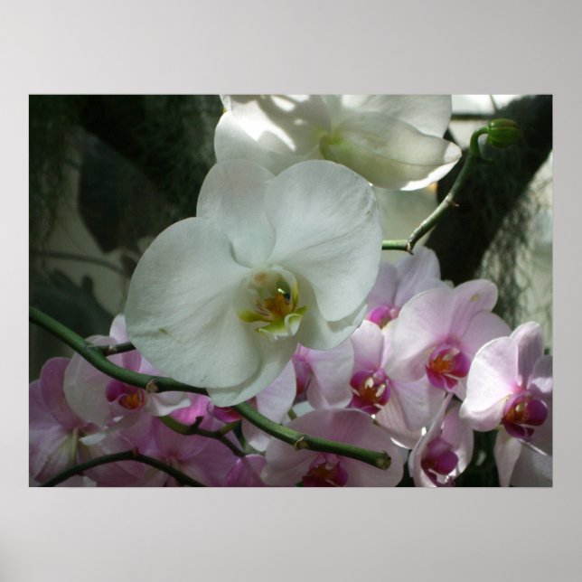 Poster White and Purple Orchids (Frente)