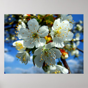 Pôster White apple blossom