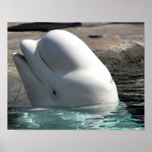 Poster White Baby Beluga