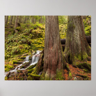 Poster White Branch Falls, Oregon Cascades, Oregon
