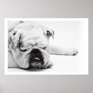 Poster White Bulldog Sleeping