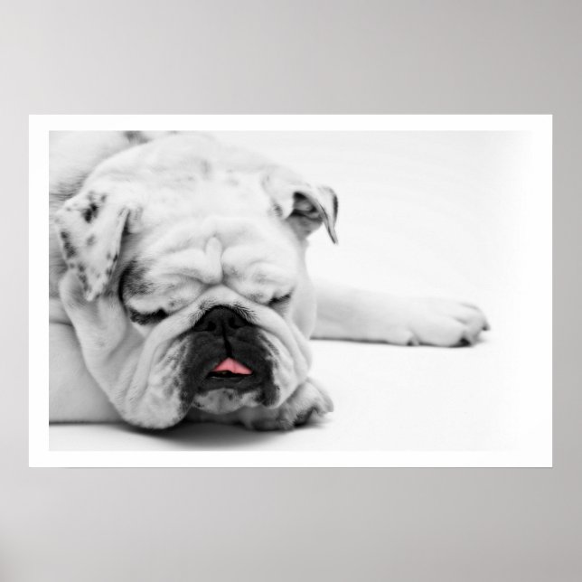 Poster White Bulldog Sleeping (Frente)