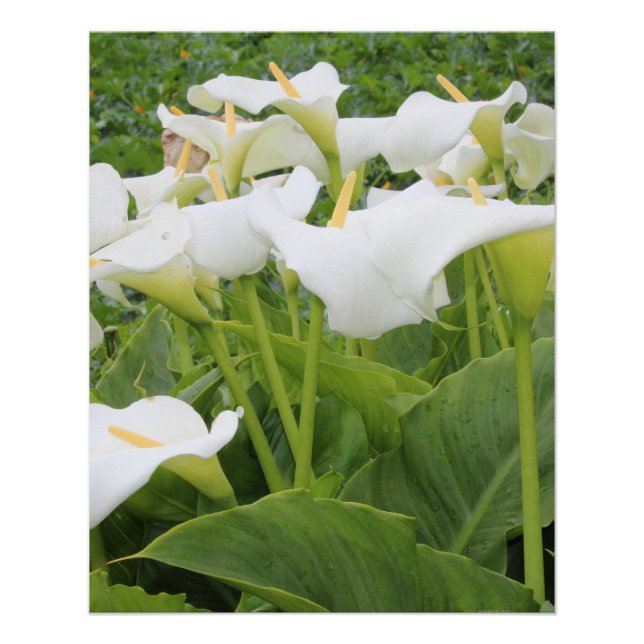 Pôster White Calla Lily (Frente)
